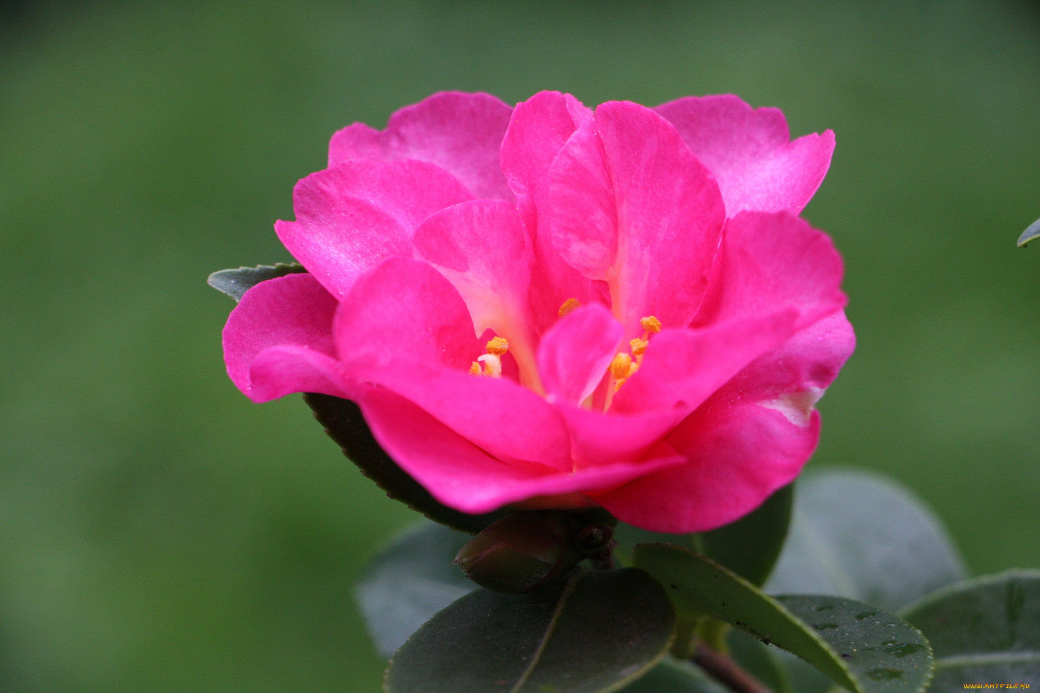 , , , , , , , leaf, camellia, shrubs, flowering, bud